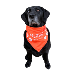 Pet Bandana
